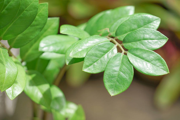 Zanzibar Gem (Zamiocalcas zamiifolia) leaves. вирощується як декоративна рослина, в основному через її привабливе глянцеве листя і легке догляд..                               - Фото, зображення
