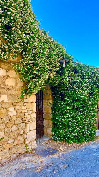 A gyönyörű jázminvirágok Meberbes-ban Luberonban - Fotó, kép