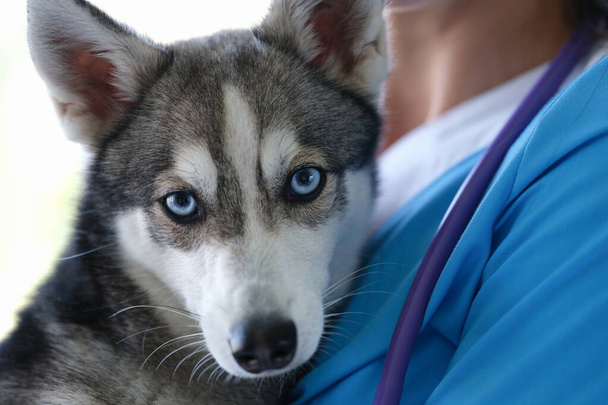 Veterinarian is holding beautiful husky dog with blue eyes in arms - Photo, Image