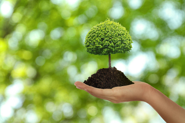 Woman holding pile of soil with small tree on blurred green background, closeup. Eco friendly lifestyle  - Foto, afbeelding