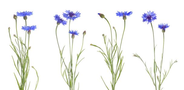 Set with beautiful blue cornflowers on white background. Banner design - Foto, imagen