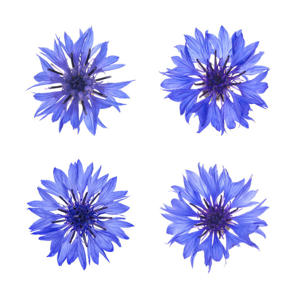Set with beautiful blue cornflowers on white background  - Fotografie, Obrázek