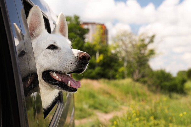 Cute white Swiss Shepherd dog peeking out car window. Space for text - Zdjęcie, obraz
