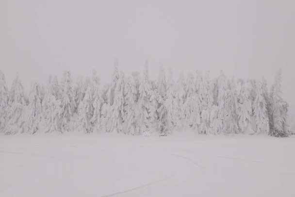 霧深い冬の日の山の森の風景 - 写真・画像