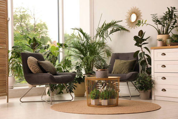 Lounge area interior with comfortable armchairs and houseplants - Foto, Bild