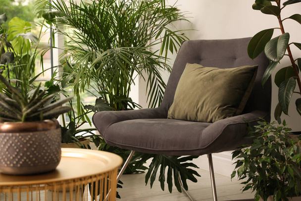 Lounge area interior with comfortable armchair and houseplants - Φωτογραφία, εικόνα