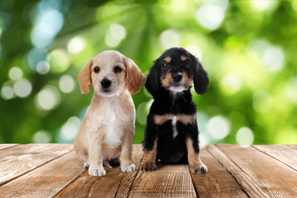 Cute English Cocker Spaniel puppies on wooden surface outdoors, bokeh effect. Adorable pets - 写真・画像