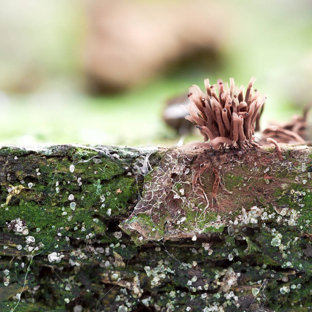 Myxomycetes, jotka kasvavat mätänevä puu. Stemonite vanhassa puussa. Alkuperäinen motiivi luonnon tai ekologia. - Valokuva, kuva