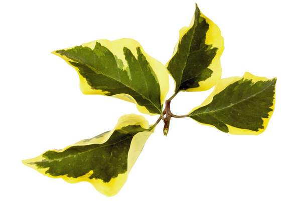 Sprig of Four Variegated Leaves of Bougainvillea Plant - Photo, Image