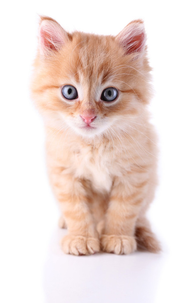 Cute little red kitten isolated on white - Фото, изображение