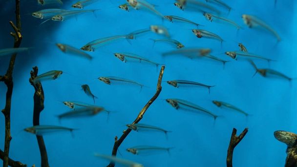 A flock of glass catfish (Kryptopterus bicirrhis) is swimming in the aquarium. The fish masquerades as the environment. Mimicry in nature. - Photo, Image