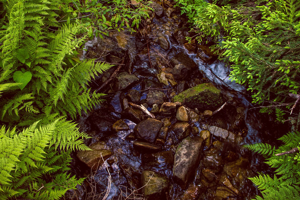 Mountain river flows over stones between ferns and firs - Photo, Image