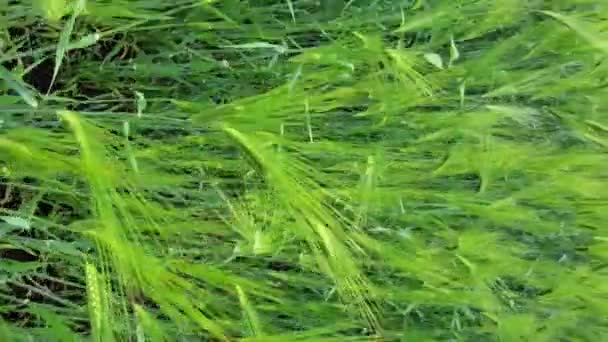 Пан вид на зеленое ячменное поле зеленых зерновых растений текстуры - Кадры, видео