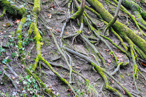 racines d'arbres dans le parc - Photo, image