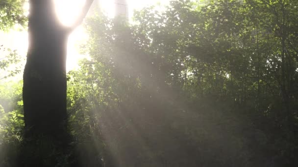 霧の中の朝日の中の美しい古い緑の木 - 映像、動画