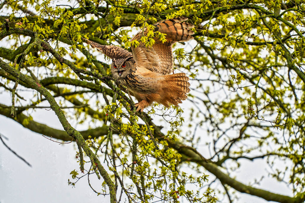 Eagle Owl, land awkwardly in a tree. Seen from the front. Wide spread wings, red eyes, beak open - Photo, Image