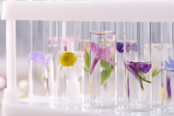 Test tubes with different flowers, closeup. Essential oil extraction - Foto, Bild