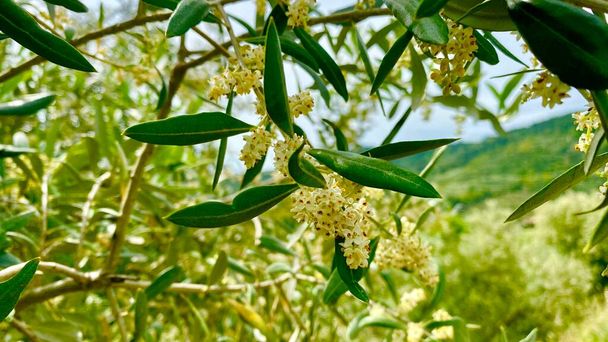 Beautiful trees of olives blooming in Moustiers - Photo, Image