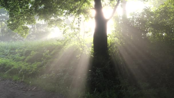 bellissimo vecchio albero verde al sole del mattino nella nebbia - Filmati, video