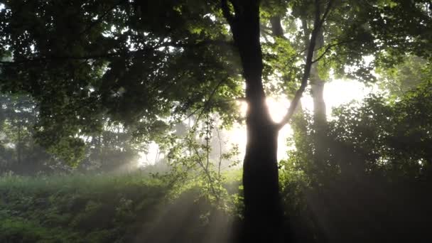 霧の中の朝日の中の美しい古い緑の木 - 映像、動画
