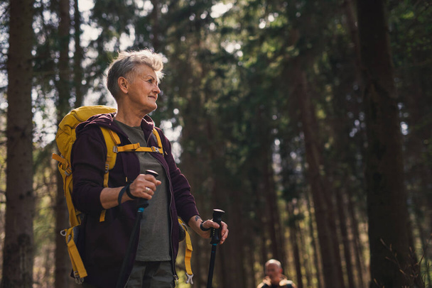 Senior woman hiker outdoors walking in forest in nature, walking. - Fotoğraf, Görsel