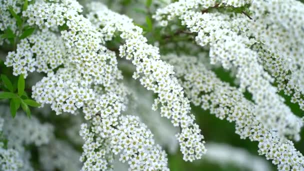  The wind shakes branches with white flowers in the wind. Spirea spira - Footage, Video