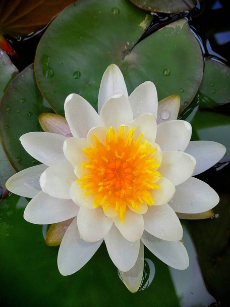 Beyaz su zambağı. Su damlaları ve yeşil yaprakları olan büyük bir nilüfer çiçeği.  - Fotoğraf, Görsel
