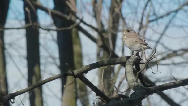 Fieldfare, una specie di tordi Turdidae giovane alimentato un verme insetto da un uccello madre su un ramo ondeggiante di un albero durante il vento forte, cinguettio uccello in natura, uccello alimentazione uccello su un albero - Filmati, video