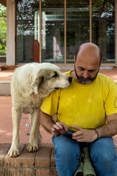 Безпритульний собака привертає увагу чоловіка, який сидить і дивиться по телефону в сонячний весняний день
 - Фото, зображення