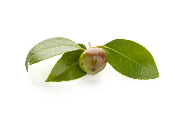 Fresh Camellia seed and leaves isolated on white background - Photo, Image