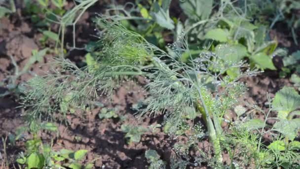 Dewy dill plant water - Footage, Video
