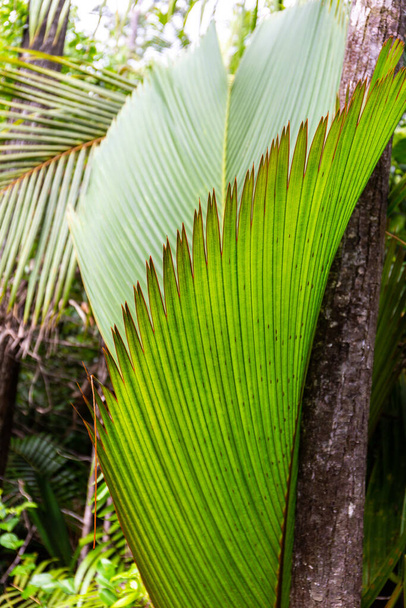 Feuille de palmier Lantannyen fey (Phoenicophorium borsigianum, palmier latanier), espèce endémique des Seychelles, Réserve Naturelle de la Vallée de Mai, Praslin, Seychelles. - Photo, image