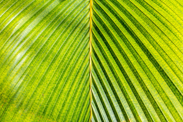 Fey Lantannyen (Phoenicophorium borsigianum, palma latanier) vista simmetrica ravvicinata delle foglie di palma, specie endemiche delle Seychelles, nella Riserva Naturale Vallee de Mai, Praslin, Seychelles. - Foto, immagini