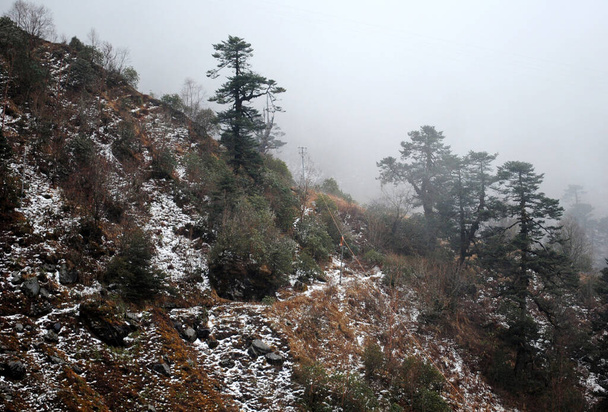 Karla kaplı ormanın sisli ve sisli görüntüsü Hindistan 'ın Doğu Sikkim kentindeki 3.500 feet yükseklikteki Kyongsla' daki çam ağaçlarını büyülüyor..  - Fotoğraf, Görsel