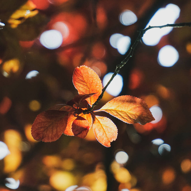 punaiset puunlehdet luonnossa syksyllä, punainen tausta - Valokuva, kuva