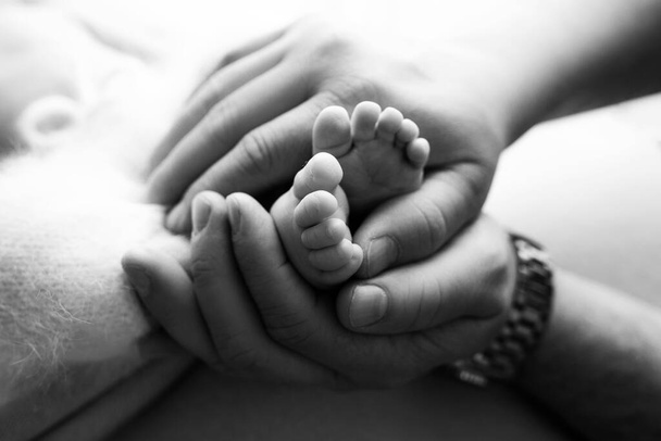 руки родителей. Ноги новорожденного в руках родителей. детские ножки в руках. черно-белые фотографии - Фото, изображение