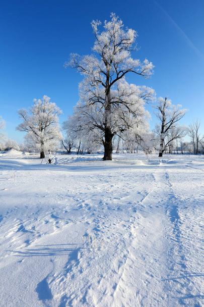 winter landscape frost oaks in sunny frosty morning - Zdjęcie, obraz