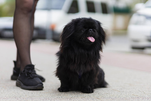 Чёрная крытая декоративная собака породы Пекинес. Фон с пространством для копирования текста - Фото, изображение