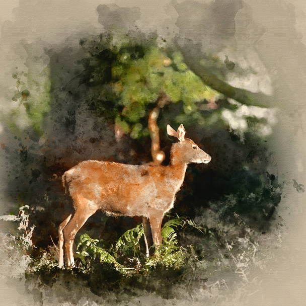 Aquarelle de Belle derrière cerf cerf cervus elaphus dans la forêt ensoleillée d'automne Automne Paysage d'automne - Photo, image