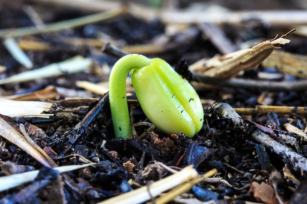 Broto de semente de Tamarind que o agricultor cultiva para Kee
 - Foto, Imagem
