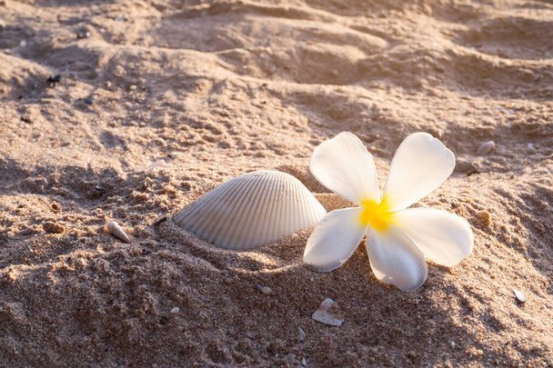 Plumeria or frangipani flowers with sea shell cockle solid shadow in evening on sand beach at coast. for massage aroma therapy spa set in luxury hotel bathroom. summer travel holidays tropical. - Foto, Imagen