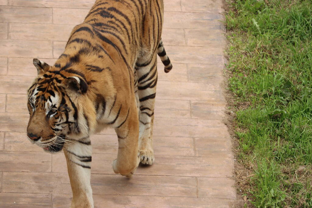belle félin bengale tigre dangereuses rayures grandes griffes crocs - Photo, image