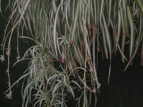 красивые висячие цвета растений ленты природные плохо мать - Фото, изображение