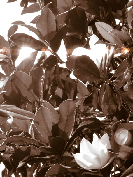 magnolia albero al mattino - Foto, immagini