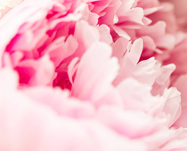 Fiore di peonia in un giardino, bellezza floreale e sfondo botanico per invito di nozze e biglietto di auguri, natura e ambiente concetto - Foto, immagini