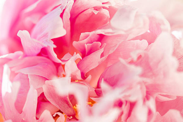 Flor de peonía en un jardín, belleza floral y fondo botánico para invitación de boda y tarjeta de felicitación, naturaleza y medio ambiente concepto - Foto, Imagen