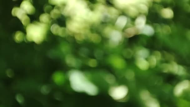 Green bokeh background. Abstract natural pattern. Blurred trees and leaves - Imágenes, Vídeo