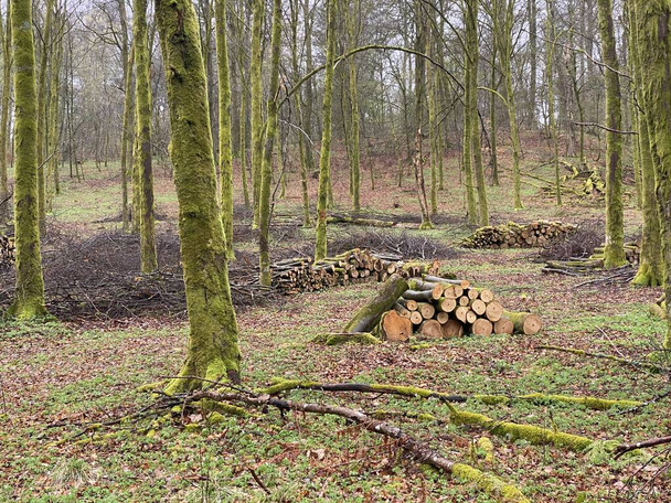 erdőgazdálkodás, erdészeti munka, lomblevelű erdőben, kivágott rönk halom egy virtoni erdőben, Luxemburg, Belgium - Fotó, kép