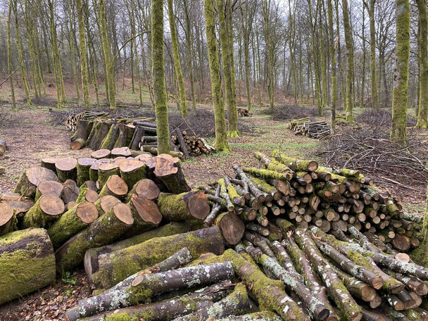 obhospodařování lesů, lesní práce, v listovém lese, Hromada vykácených polen ve Virtonském lese, Lucemburk, Belgie - Fotografie, Obrázek