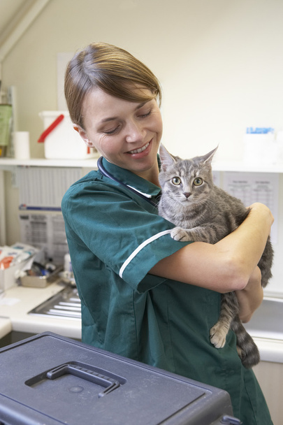 Vet Holding Cat In Surgery - Foto, Imagen